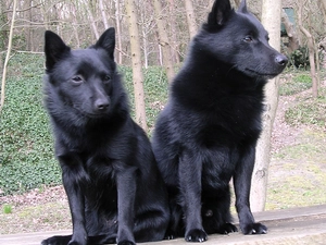 Schipperke, Two cars, seating