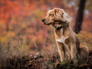 Irish Setter, dog, dog-collar