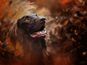 fuzzy, background, Irish Setter, muzzle, dog