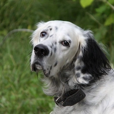 setter, dog