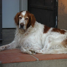 Eyes, Setter Irish Red and White, sad