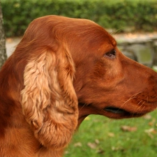 Irish Setter, Head