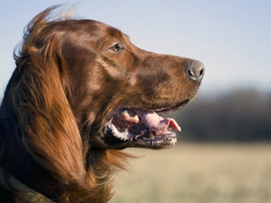 Irish Setter, mouth