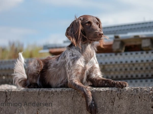 ledge, dog, English Setter