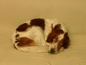 sleepy, Setter Irish Red and White, hunched