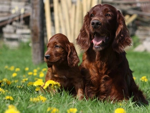 Setters, Dogs, grass, puppies, Two cars, Irish, sow-thistle