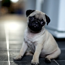 house, shallow, pug