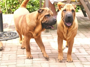 Two cars, Dogs, Shar Pei, adult