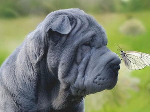 Shar Pei, butterfly