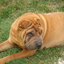 Meadow, Shar Pei