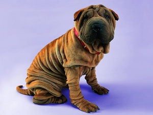 Shar Pei