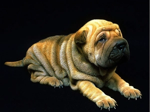 Shar Pei, Puppy