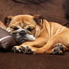 English Bulldog, sleepy