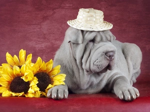 Hat, Nice sunflowers, Shar Pei, straw, dog