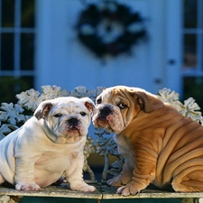 Bulldogs, Two cars