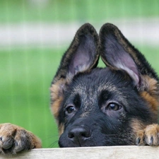 sheep-dog, ears, young