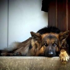 german, sheep-dog