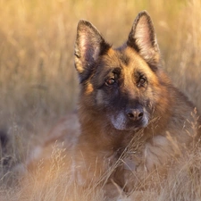 sheep-dog, german, dog