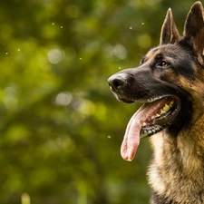 sheep-dog, german, dog