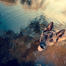 sheep-dog, german, dog