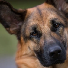 sheep-dog, german, dog