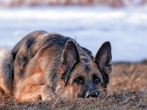 sheep-dog, german, dog