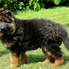 sheep-dog, german, Puppy