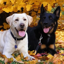 sheep-dog, retriever, White, german, Labrador