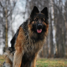 sheep-dog, language, dog