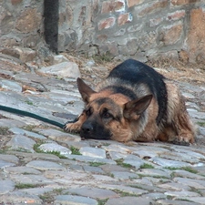 sheep-dog, watchman, dog