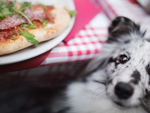plate, pizza, shetland Sheepdog, Table, dog