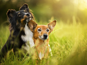 Meadow, grass, shetland Sheepdog, mongrel, Dogs