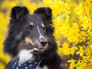 Flowers, dog, shetland Sheepdog