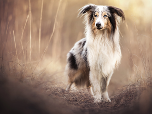 grass, dog, shetland Sheepdog