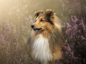 heather, dog, shetland Sheepdog