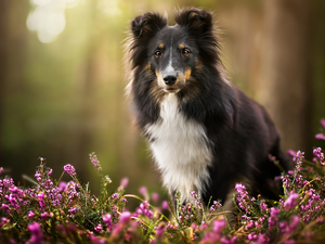 heathers, dog, shetland Sheepdog