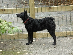 dog-collar, Croatian Sheepdog, red hot