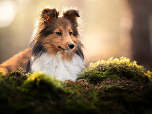 Moss, dog, shetland Sheepdog
