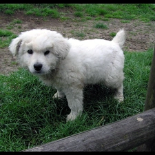 Tatra Sheepdog, Puppy