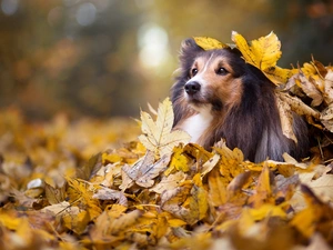 shetland Sheepdog, Yellow, Leaf, autumn