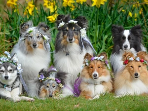 Wreaths, Flowers, Shetland Sheepdogs, Border Collie, Dogs