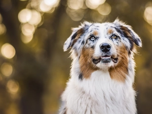 Australian Shepherd, Australian Shepherd