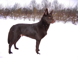 Australian Shepherd - Kelpie