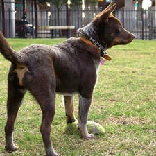 Australian Shepherd - Kelpie