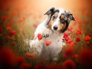 pud, papavers, Australian Shepherd, The raised, dog