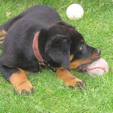 Shepherd French Beauceron, Ball, young