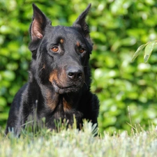 Shepherd French Beauceron, Head