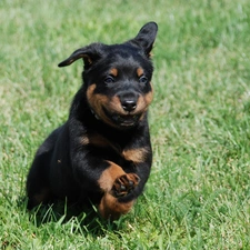 Shepherd French Beauceron, running