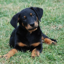 Shepherd French Beauceron, young