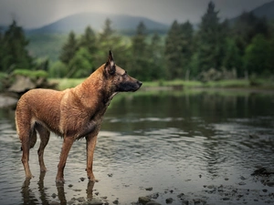 fuzzy, forest, Belgian Shepherd Malinois, River, dog